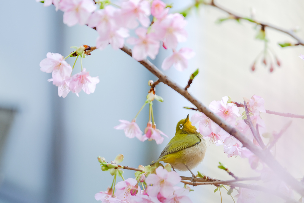 めじろさん、春を満喫する