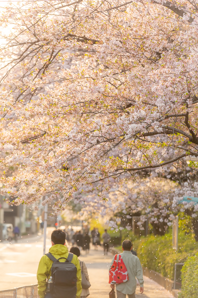 春の日暮れ