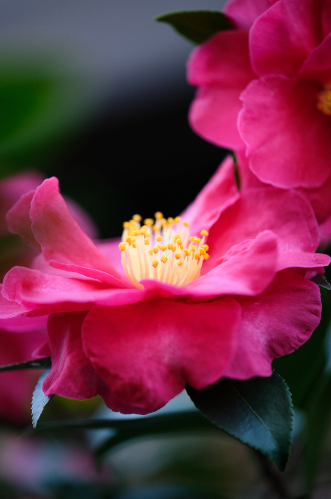 冬の花