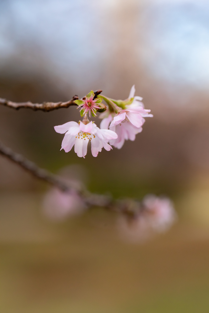 冬桜