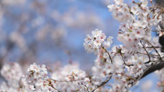 桜の花が咲く