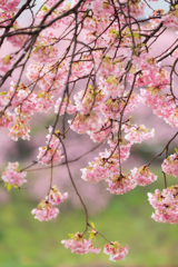 桜の暖簾