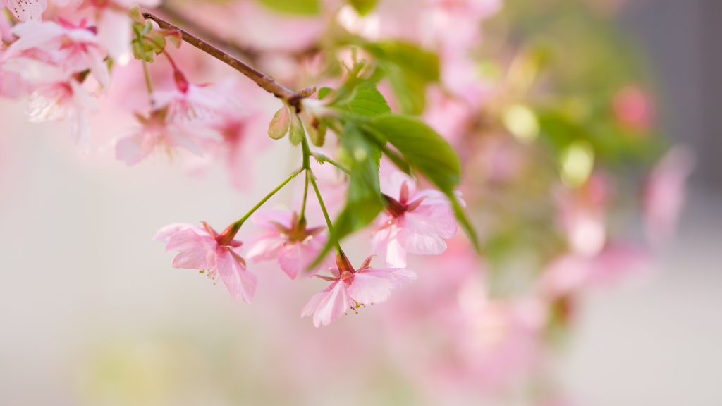 From Lightroom Library