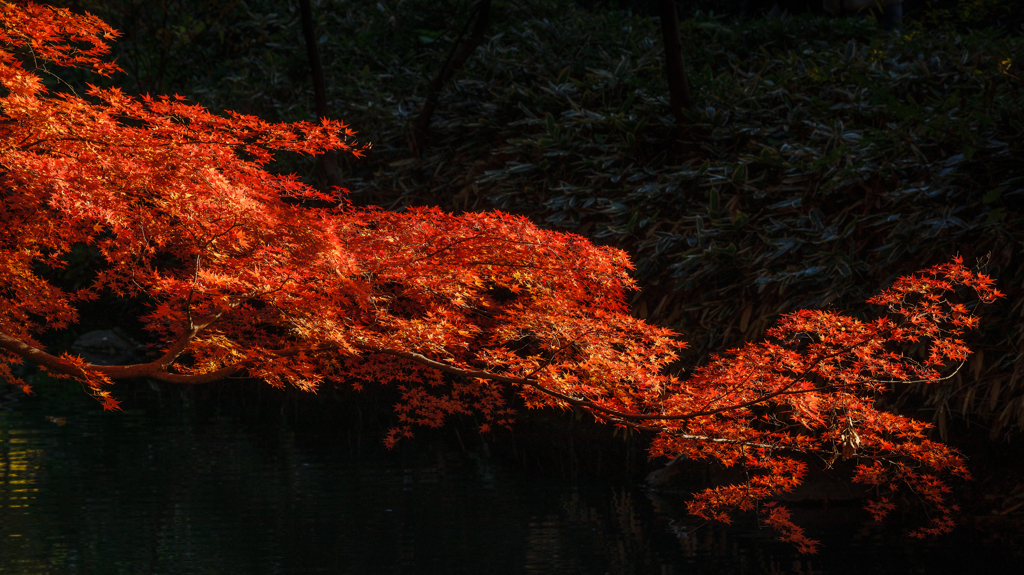 紅い龍