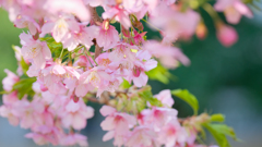かわづ桜