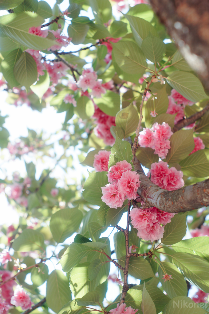 晴れた日の八重桜