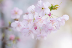 早春の桜