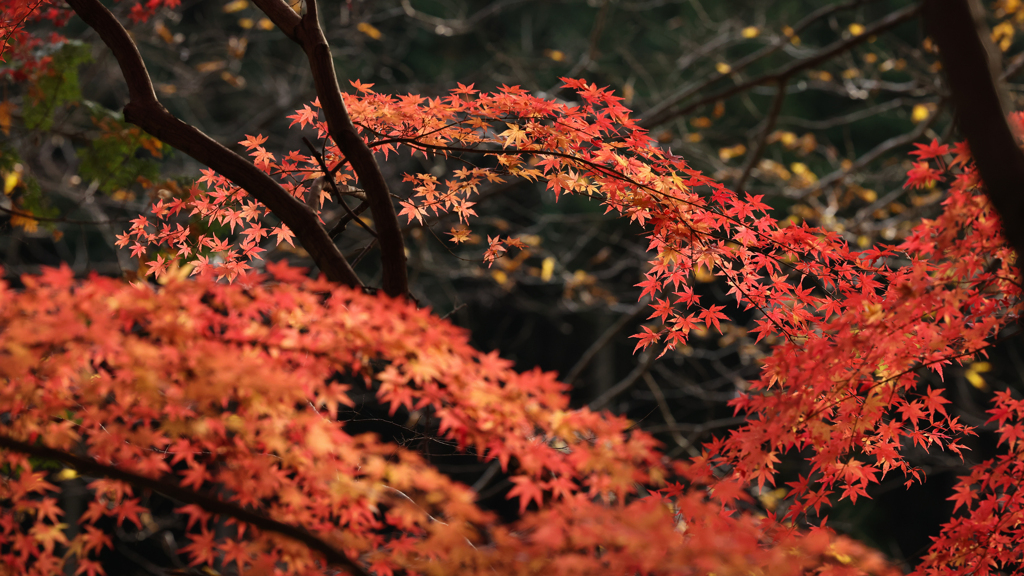 嵐山渓谷の紅葉