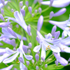 花火
