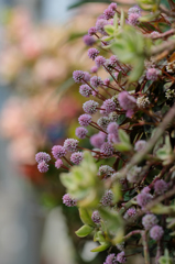 どこか遠くの星の花