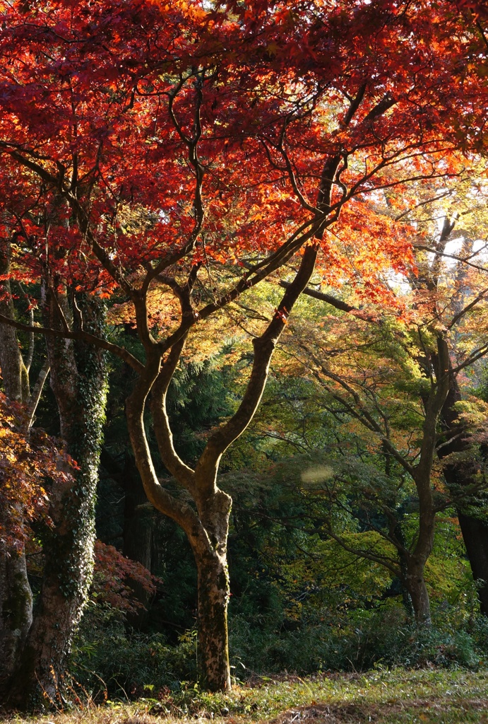 貴婦人のような紅葉