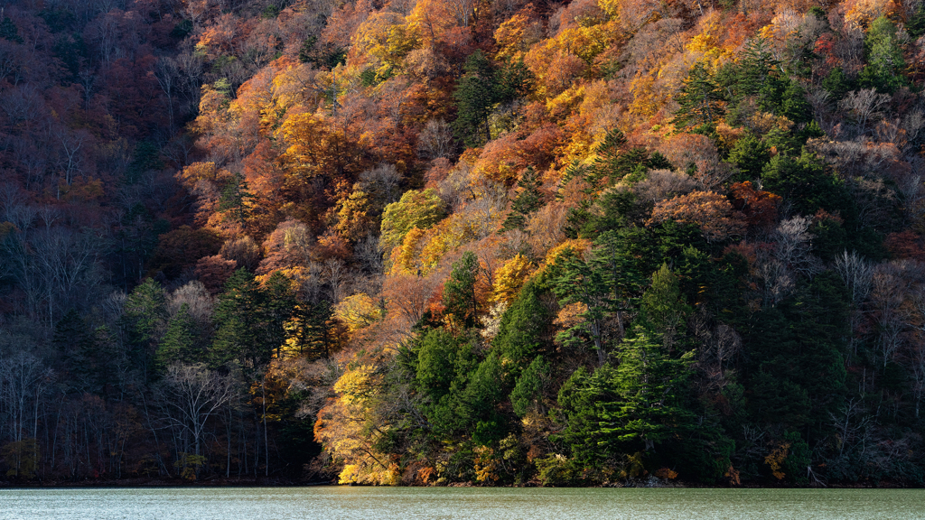 西湖の紅葉