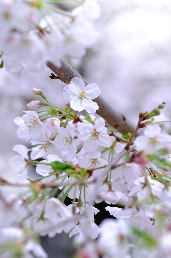 桜満開
