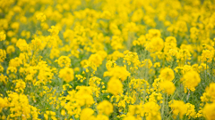 南伊豆の菜の花畑