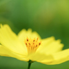 秋のYellow Magic
