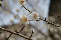 天満宮の梅１