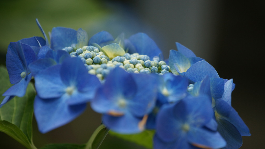 紫陽花１