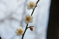 天満宮の梅３