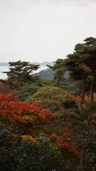 晩秋の松島３