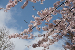 近所の公園の桜