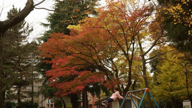 公園の秋