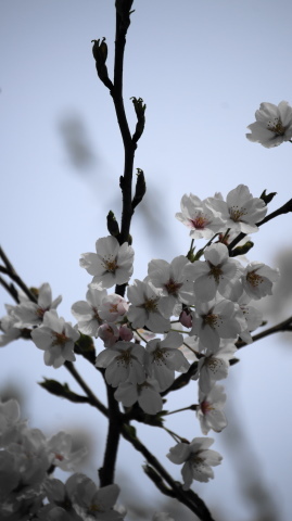 近所の桜