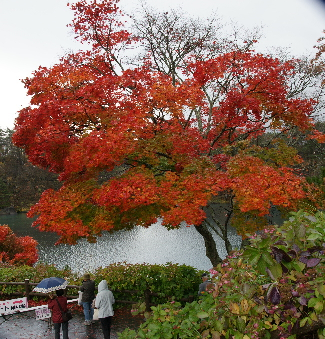 雨中の紅葉