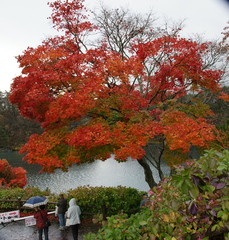 雨中の紅葉