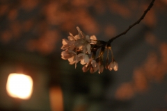 sakura-02