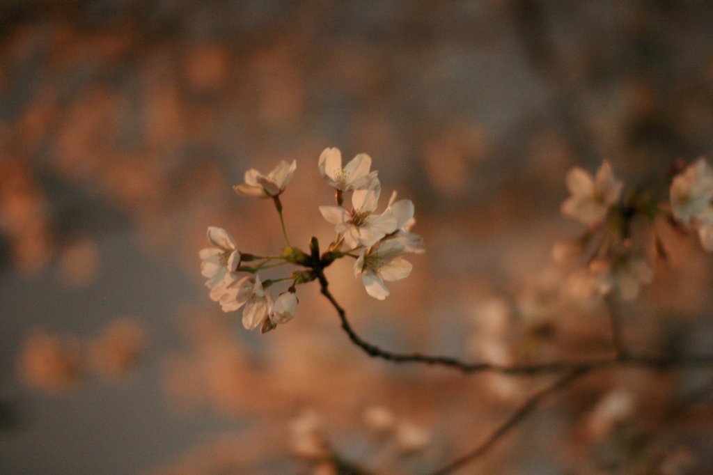 sakura-03