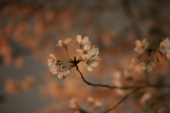 sakura-03