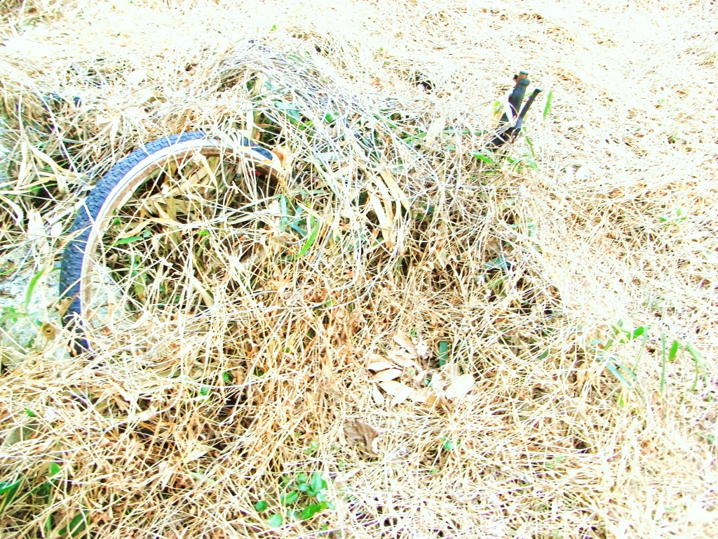 枯草