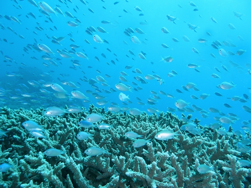 乱舞するｽｶｼﾃﾝｼﾞｸﾀﾞｲ（慶良間）