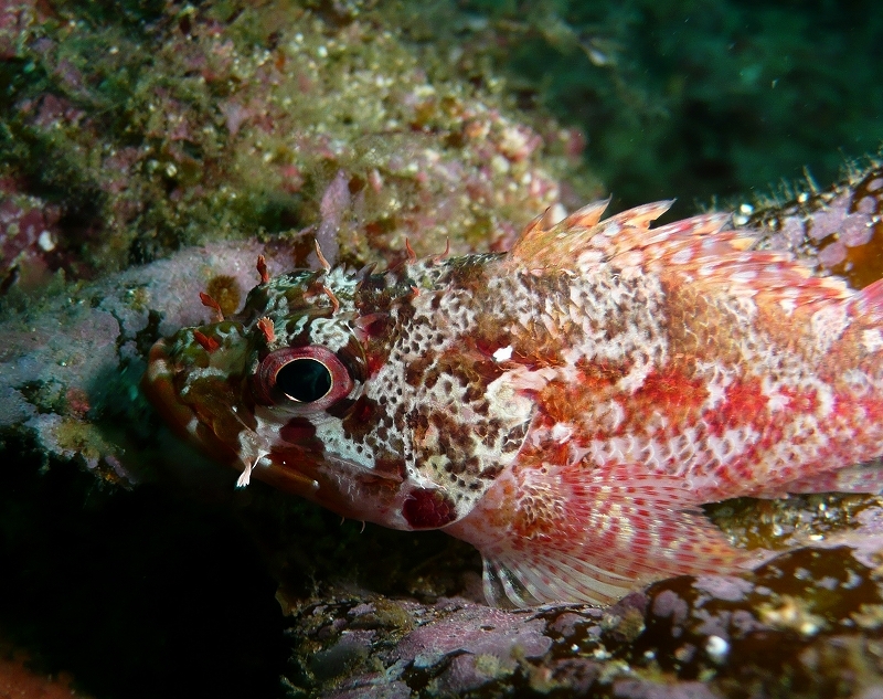 ギョロ-（伊豆）