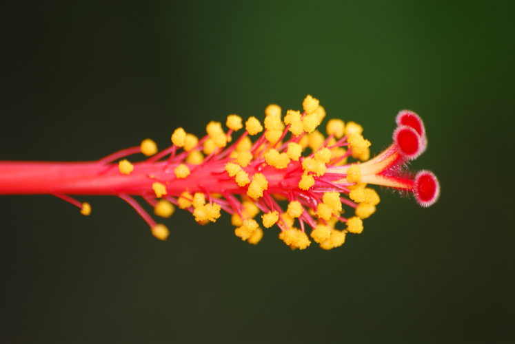 花粉