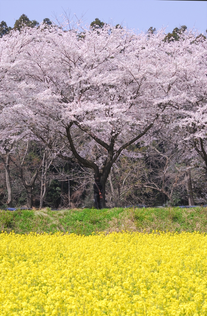 桜と菜の花