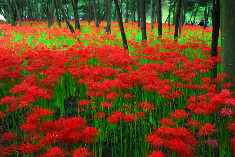 赤い絨毯-曼珠沙華3