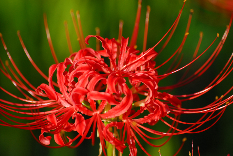 曼珠沙華2