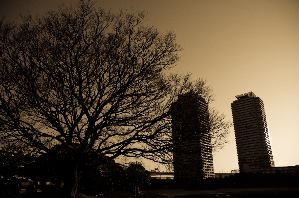 a tree and towers