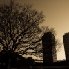 a tree and towers