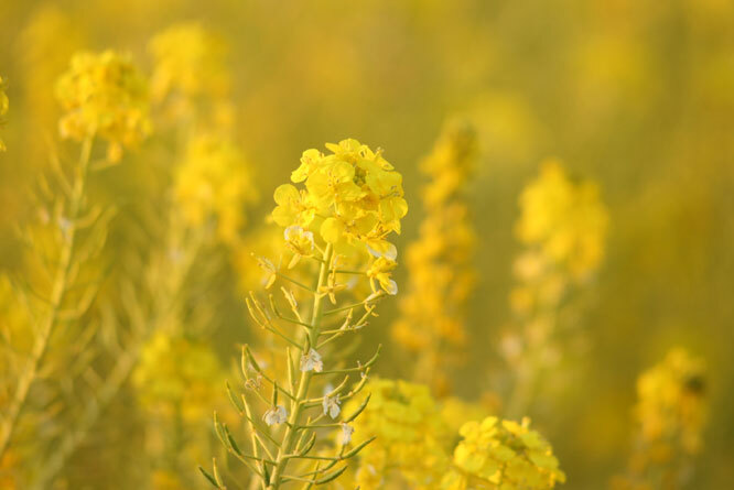 菜の花