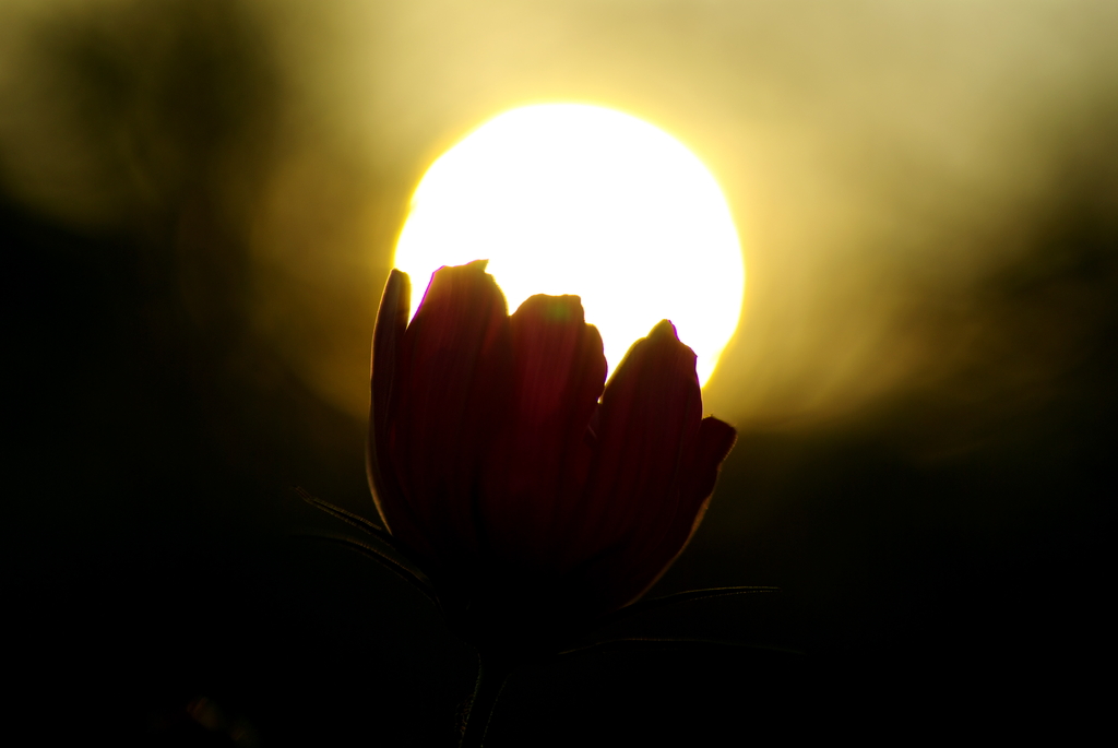 沈む夕日