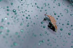 雨粒と落ち葉