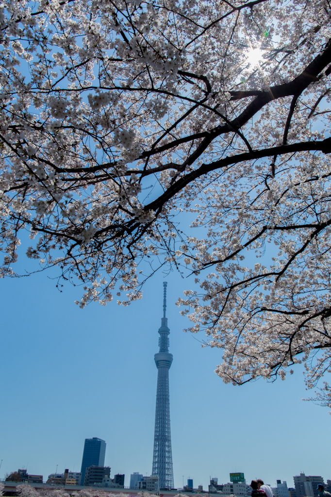 桜ツリー2012