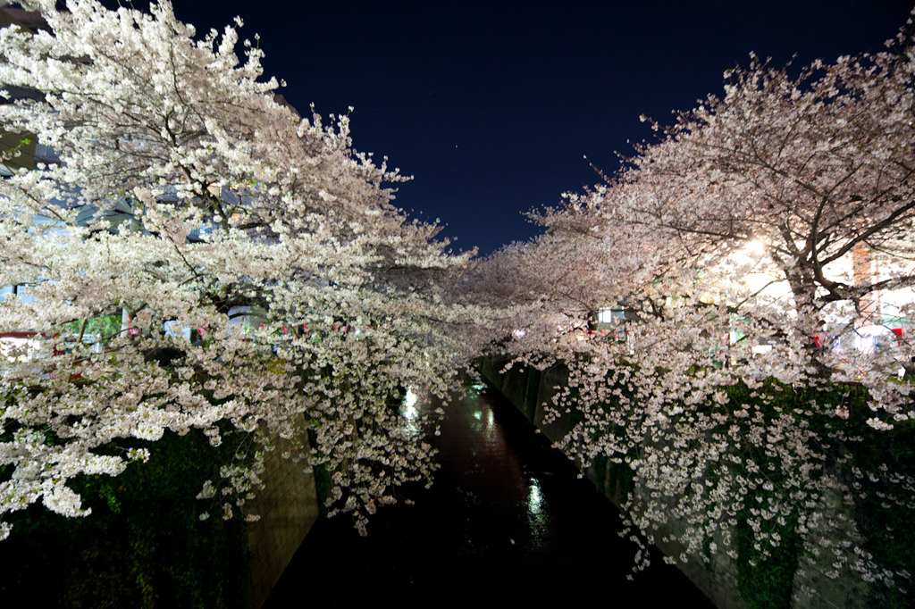 夜桜　2011
