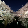 夜桜　2011