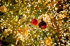In a Christmas tree ①