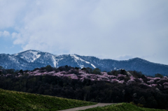 Spring of Furano