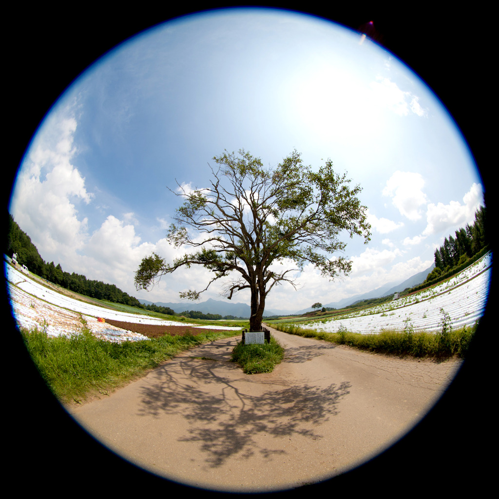 夏日の光