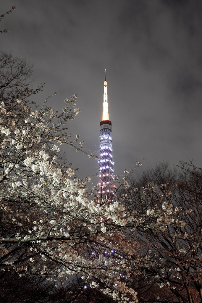 SAKURA TOWER